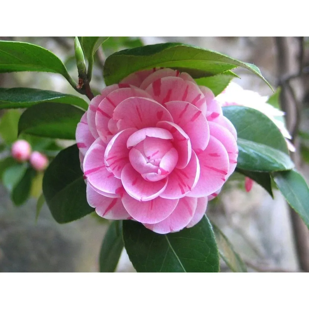 Kamelie 2er-Set (Camellia japonica) – bedingt winterharter Blütenstrauch, XL-Strauch