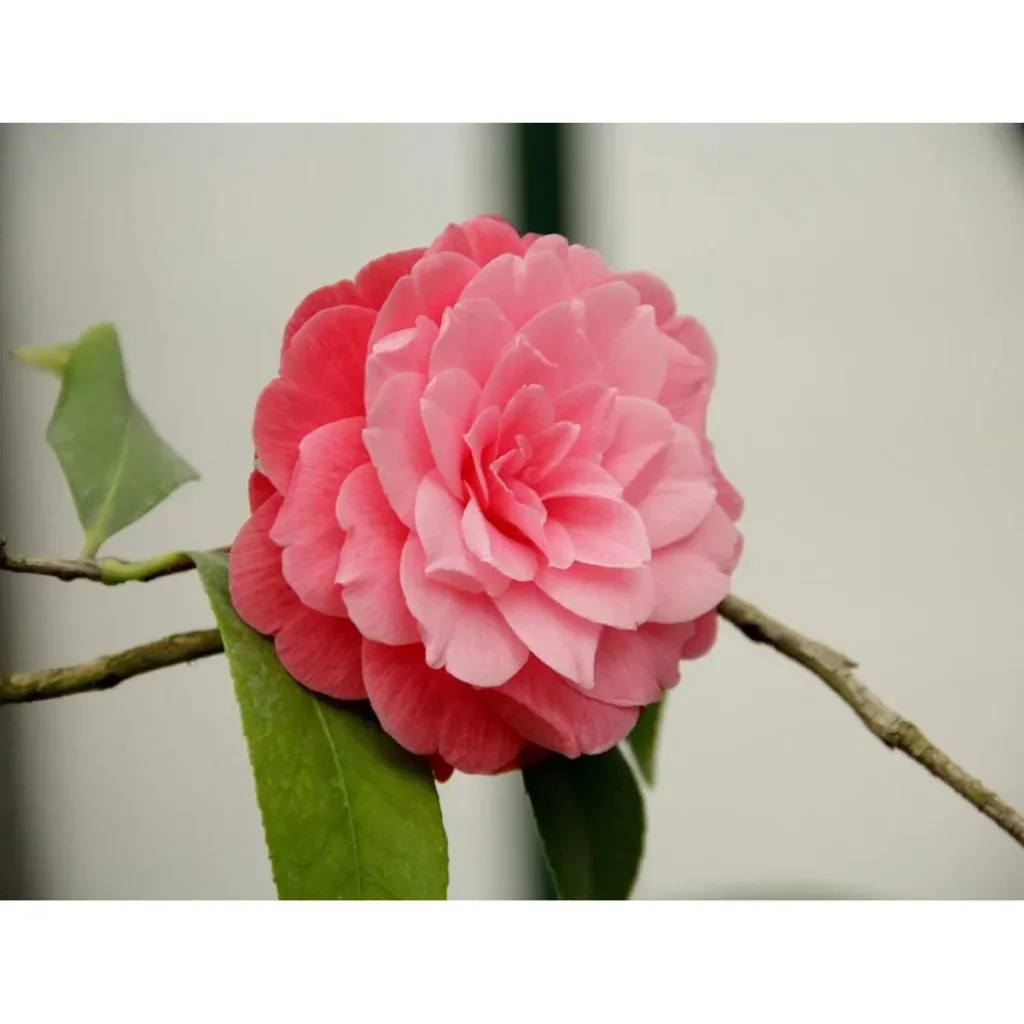 Aufblühende Kamelie XL Strauch 'Japanische Rose' - 2 Stück