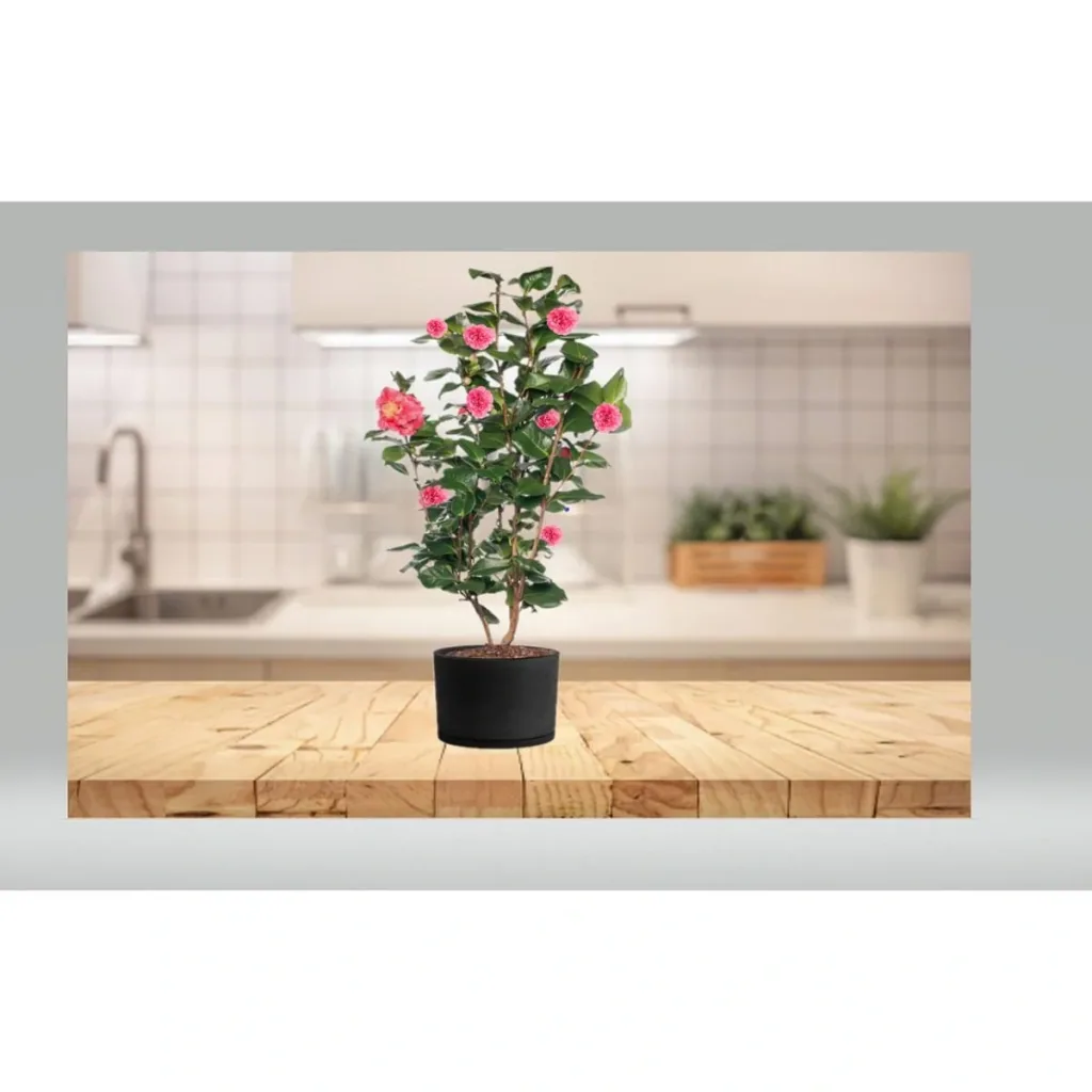 Kamelie 2er-Set (Camellia japonica) – bedingt winterharter Blütenstrauch, XL-Strauch