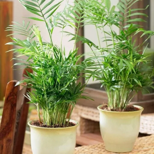 Aufblühende mexikanische Bergpalme - Chamaedorea Elegans - Groß - 50-60cm - 2 Stück