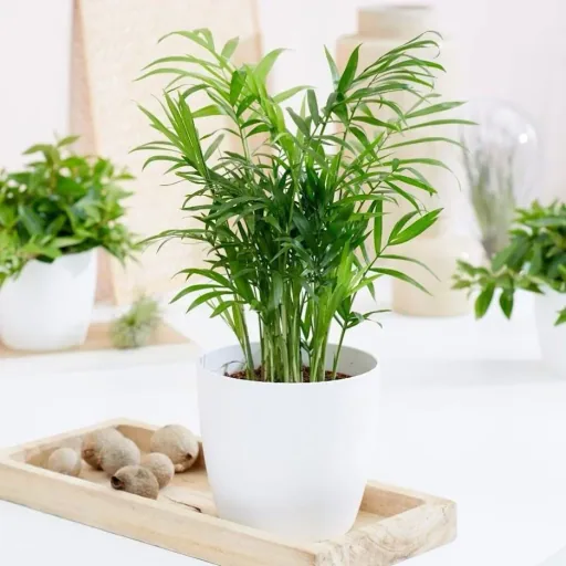 Aufblühende mexikanische Bergpalme - Chamaedorea Elegans - Groß - 50-60cm - 2 Stück