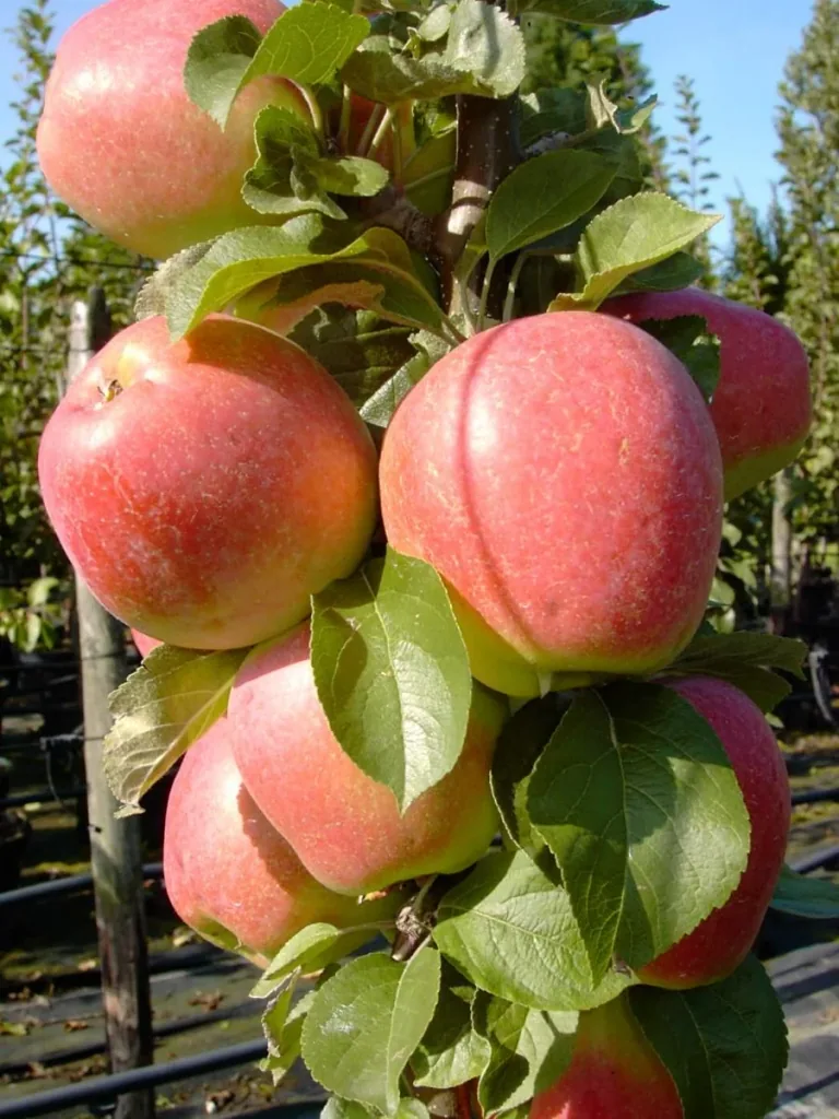 Säulenapfel 'Golden Gate' (Malus domestica) – winterharter Obstbaum, im 7,5-L-Container