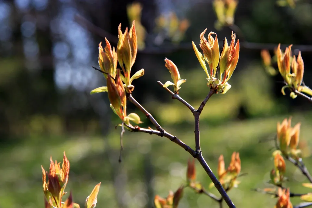 Feuerahorn "Acer ginnala" - 12 L, 100 cm