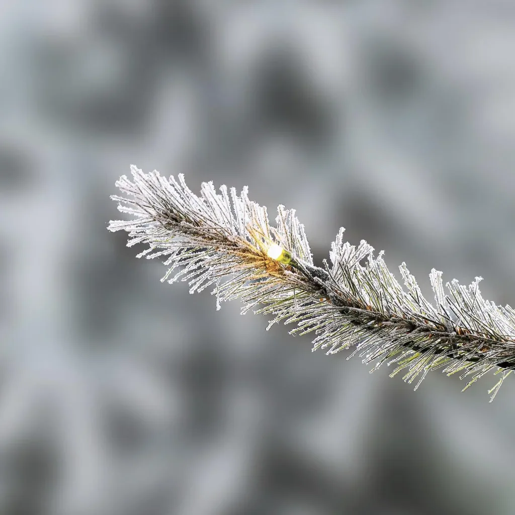 Weihnachtsbaum Fichte Frost 210 cm