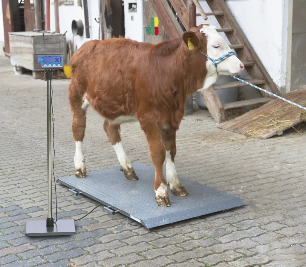 Tierwaage PS2000 bis 1000kg
