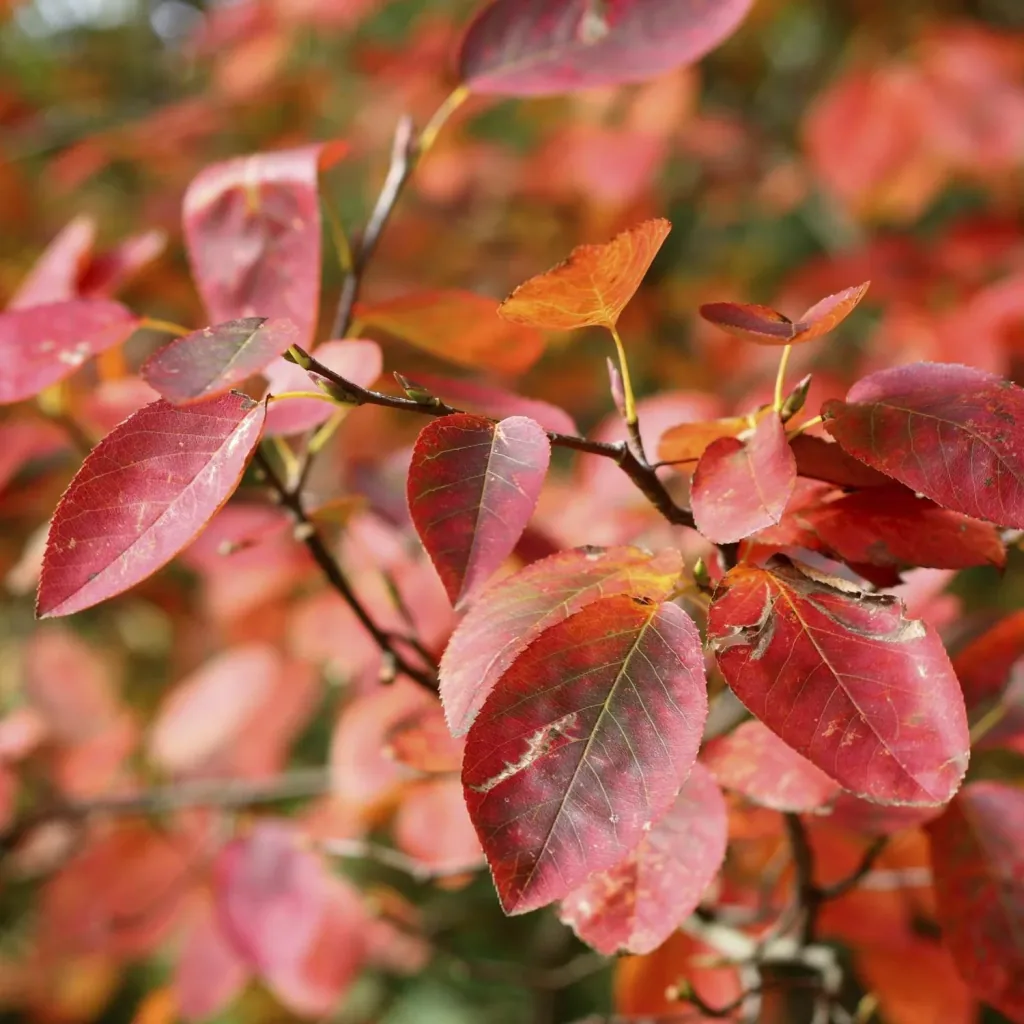 Kupferfelsenbirne Amelanchier lamarckii - 7.5 L Topf 80-100 cm
