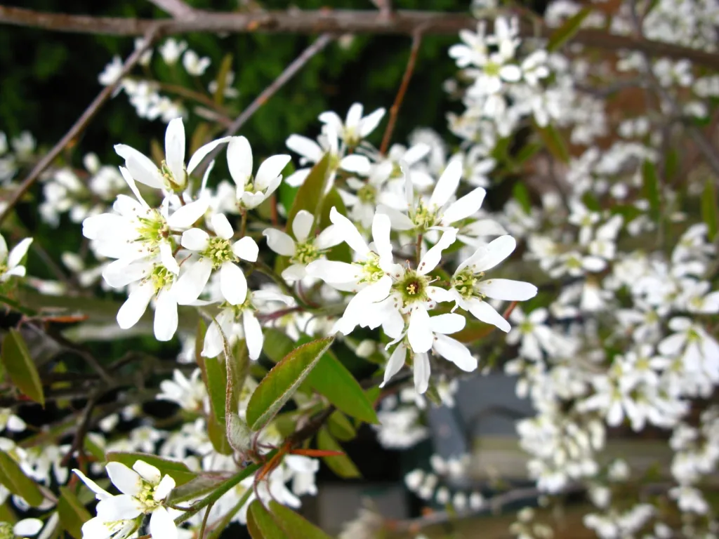 Kupferfelsenbirne Amelanchier lamarckii - 7.5 L Topf 80-100 cm