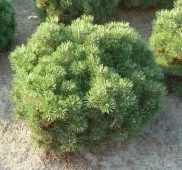 Kugel-Kiefer, Pinus mugo "Mops", 7,5 Liter Topf, 30-40 cm hoch