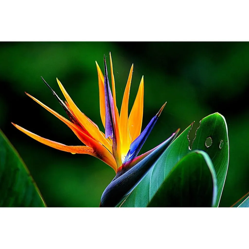 Bloem-up Paradiesvogel-Pflanze - Strelitzia reginae - 6 Stück - 25 -38 Cm - Innen und Außen