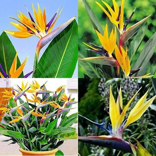 Bloem-up Paradiesvogel-Pflanze - Strelitzia reginae - 6 Stück - 25 -38 Cm - Innen und Außen