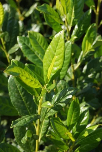 Kirschlorbeer 'Diana' (Prunus laurocerasus) – winterharter immergrüner Strauch, im 7-L-Container, Höhe ca. 60–80 cm