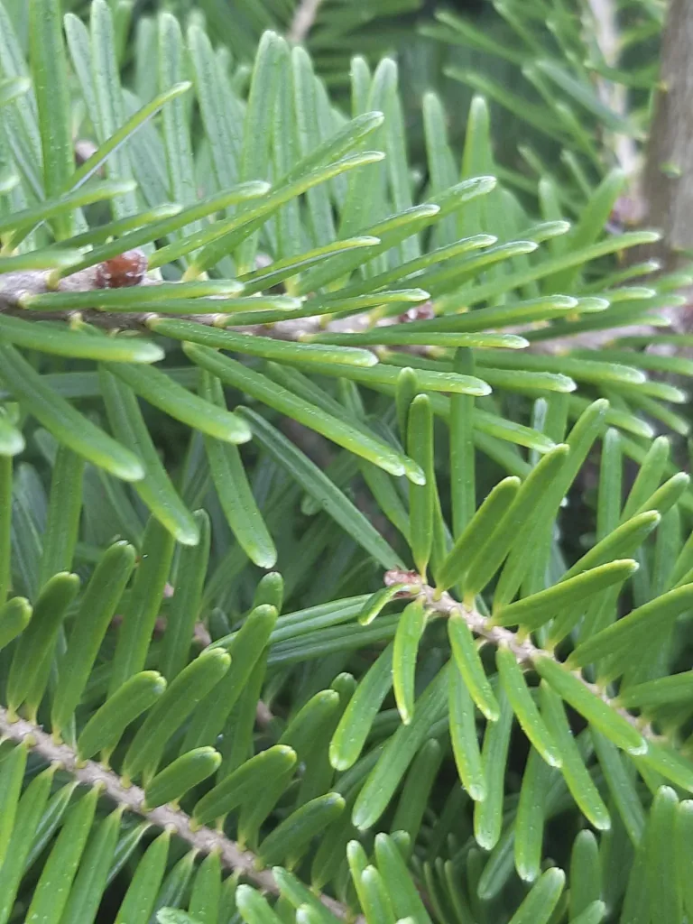 Veredelte Koreatanne Molli - Abies koreana - Solitär mit Ballen 80-100 cm