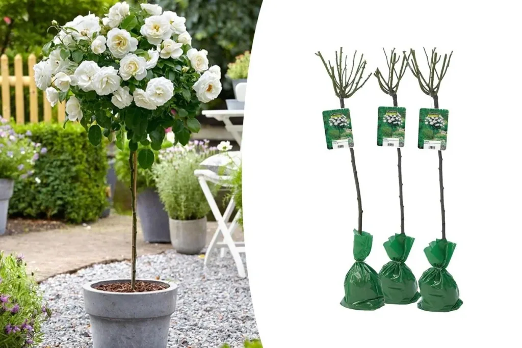 Flower-up Set mit 3 weißen XXL-Rosen 120-140 cm