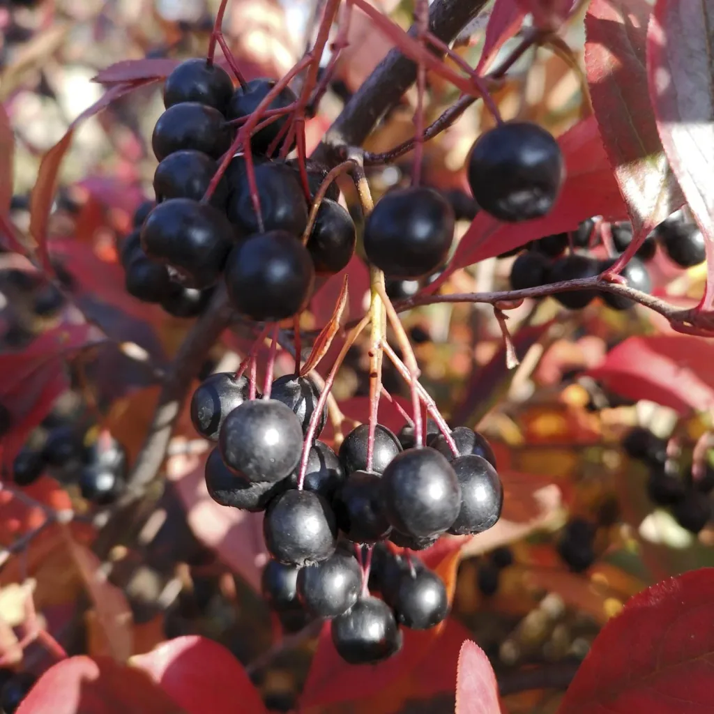 Apfelbeere Aronia melanocarpa - 12 L Topf 80-100 cm