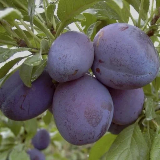 Pflaume 'Stanley Bu' (Prunus domestica) – winterhartes Obstgehölz, als Busch, im 10-L-Container