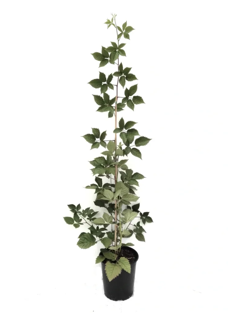 Brombeere 'Asterina' (Rubus fruticosus) – winterharte Beerenobst-Pflanze, im 3,5-L-Container