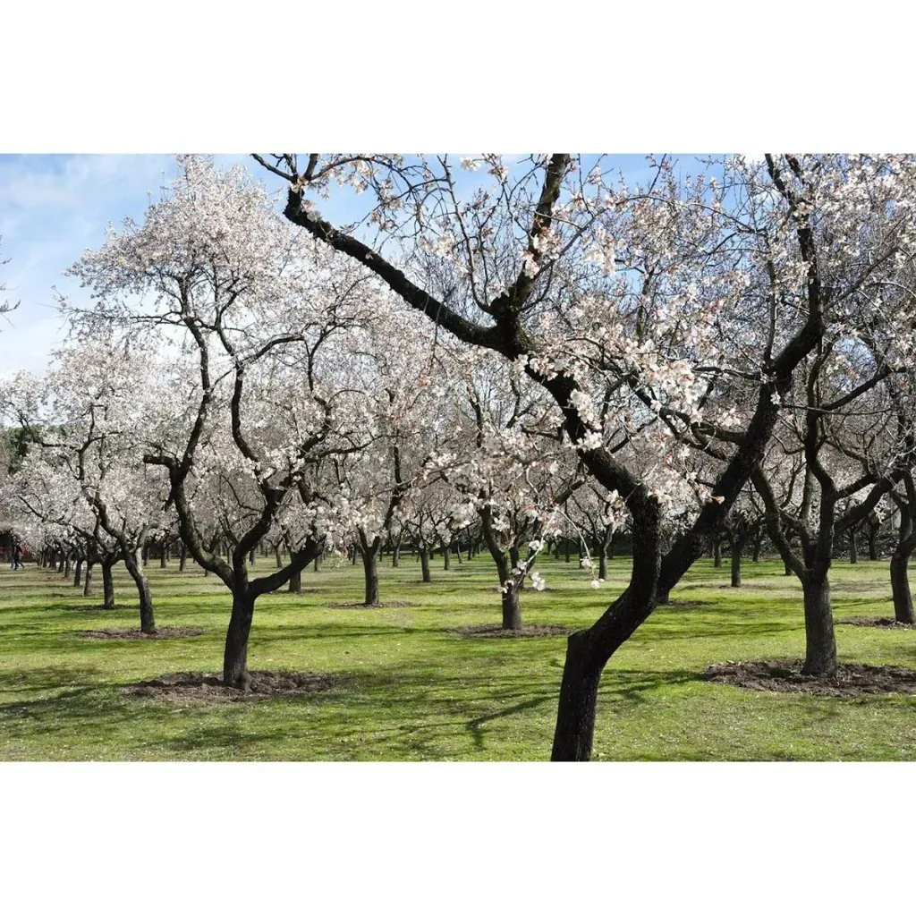 Mandelbäumchen 4er-Set (Prunus triloba) – winterharter Blütenstrauch, Höhe ca. 140–160 cm