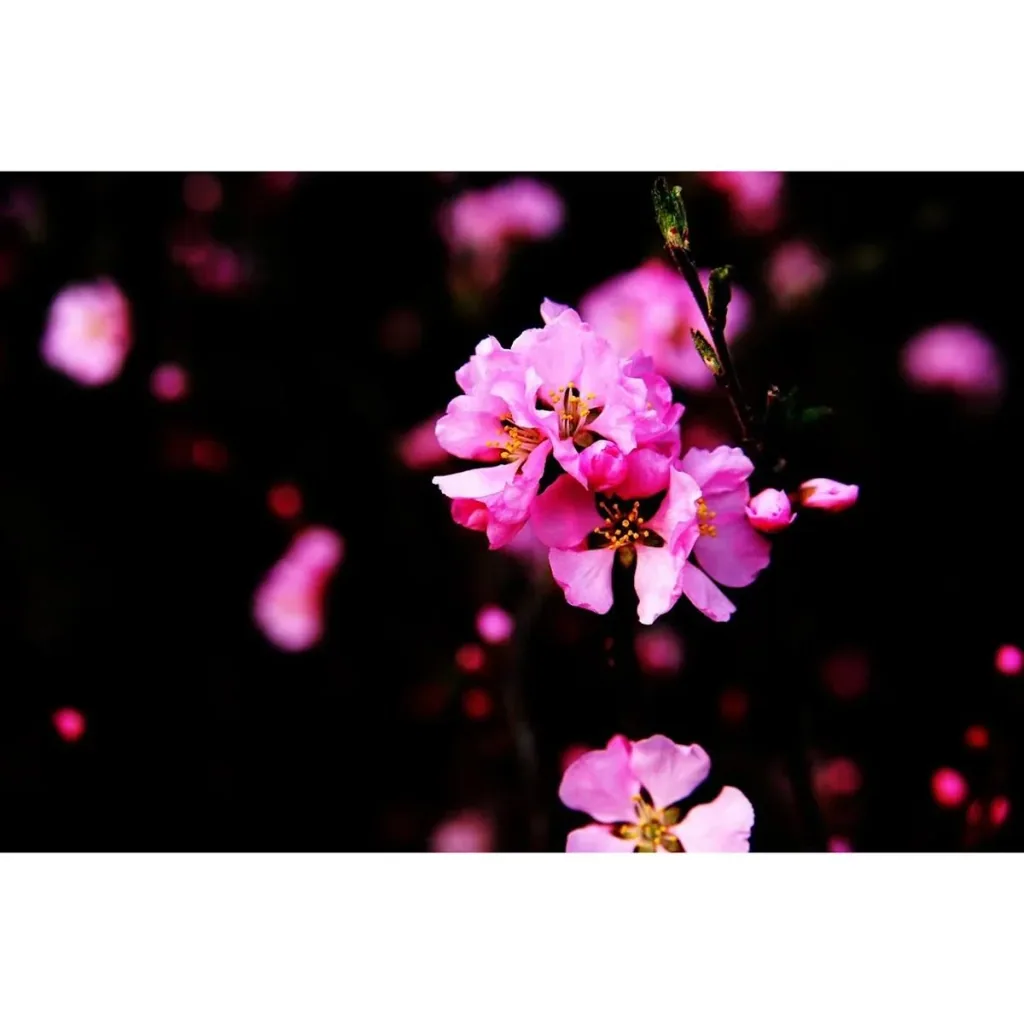 Mandelbäumchen 4er-Set (Prunus triloba) – winterharter Blütenstrauch, Höhe ca. 140–160 cm