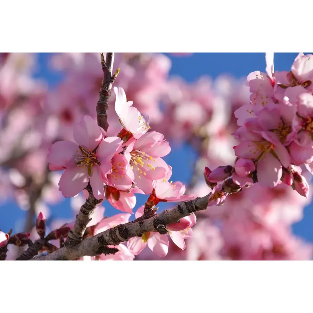 Blühender Mandelbaum - Prunus Triloba XXL - (140-160Cm) - 4 Stück