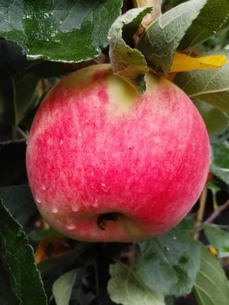 Apfel 'Piros' (Malus domestica) – winterhartes Obstgehölz, als Busch, im 10-L-Container
