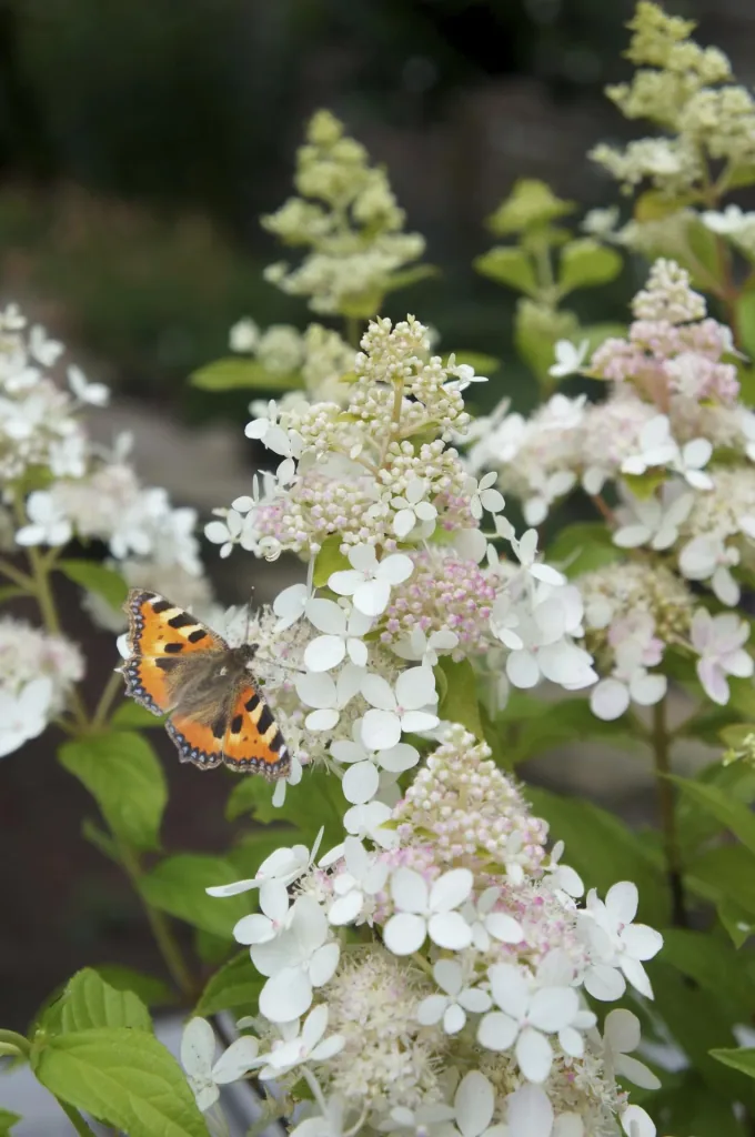 Rispenhortensie Confetti - Hydrangea paniculata - 12 L Topf 80-100 cm