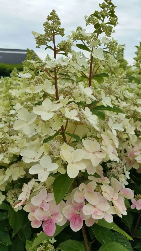 Rispenhortensie Confetti - Hydrangea paniculata - 12 L Topf 80-100 cm