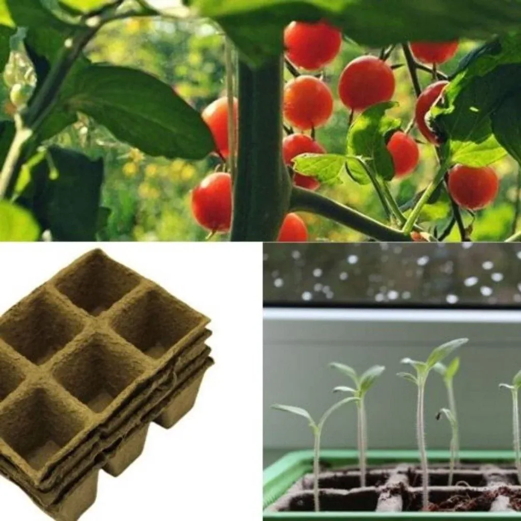 Setzlings- und Anzuchtkasten 24 Töpfe mit Deckel - Gemüsegarten - Blumen