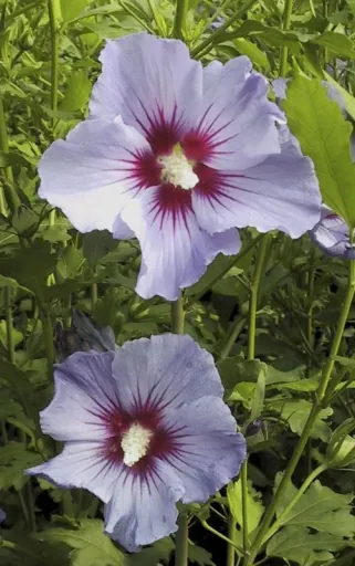 Garteneibisch Marina - Hibiscus syriacus - 12 L Topf 80-100 cm