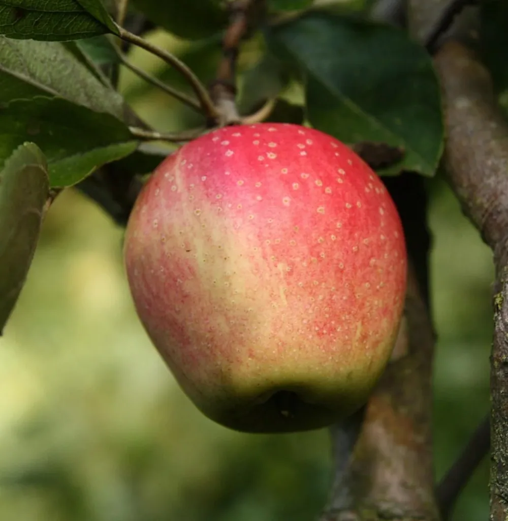 Apfel 'Finkenwerder Herbstprinz' (Malus domestica) – winterhartes Obstgehölz, als Spindelbusch, im 5-L-Container