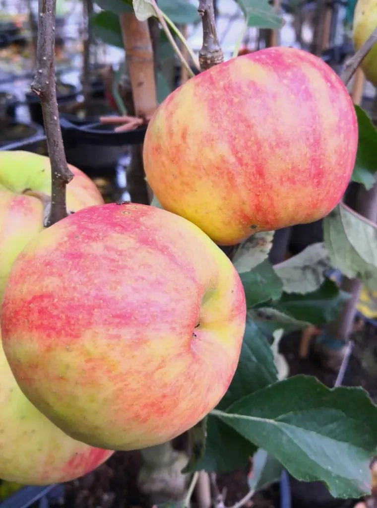 Apfel "Karneval" Busch, im 10L-Container