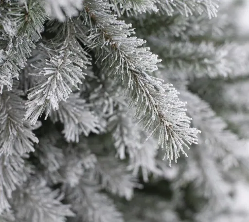 Weihnachtsbaum Fichte Frost 180 cm