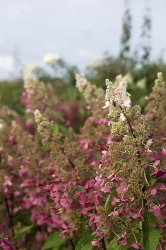 Rispenhortensie "Pinky Winky", Hydrangea paniculata, 4,6 Liter Topf, 40- 60 cm hoch, 2er-Set