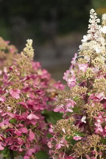 Rispenhortensie "Pinky Winky", Hydrangea paniculata, 4,6 Liter Topf, 40- 60 cm hoch, 2er-Set
