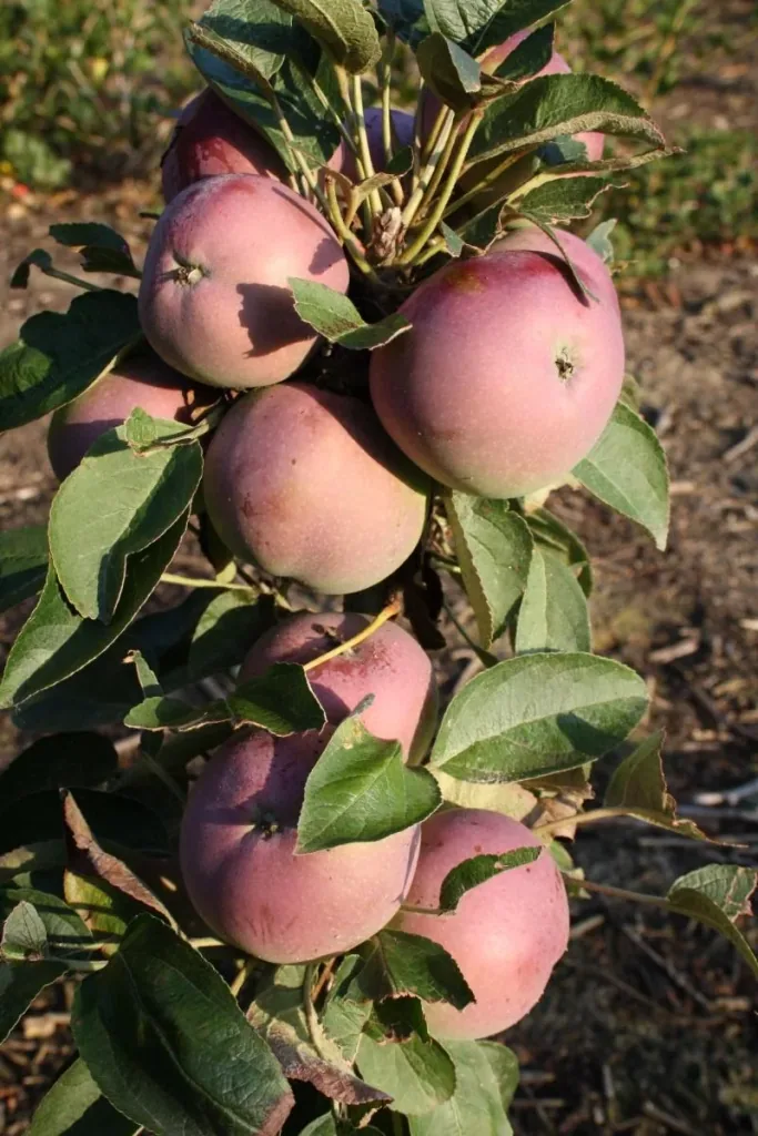 Säulenapfel "McIntosh", 7,5L-Container, mittelgroße, saftige Früchte mit schönem Aroma