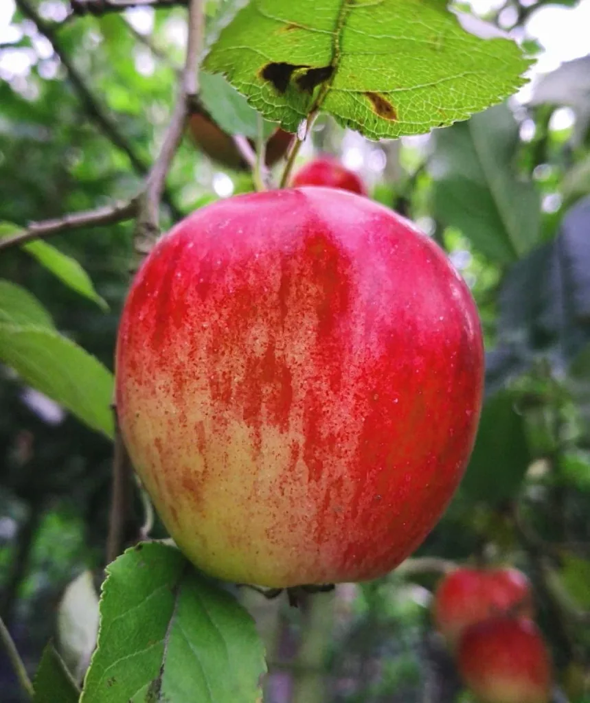 Apfel 'Rote Sternrenette' (Malus domestica) – winterhartes Obstgehölz, als Busch, im 10-L-Container