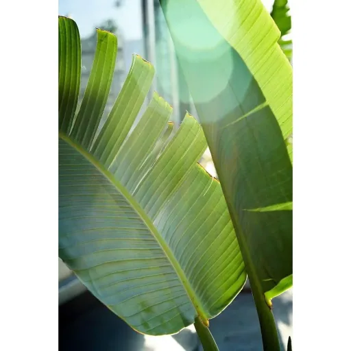 Flower-up Tropische Bananenpflanzen - Musa Oriental Dwarf - 3 Stück - 25- 38Cm