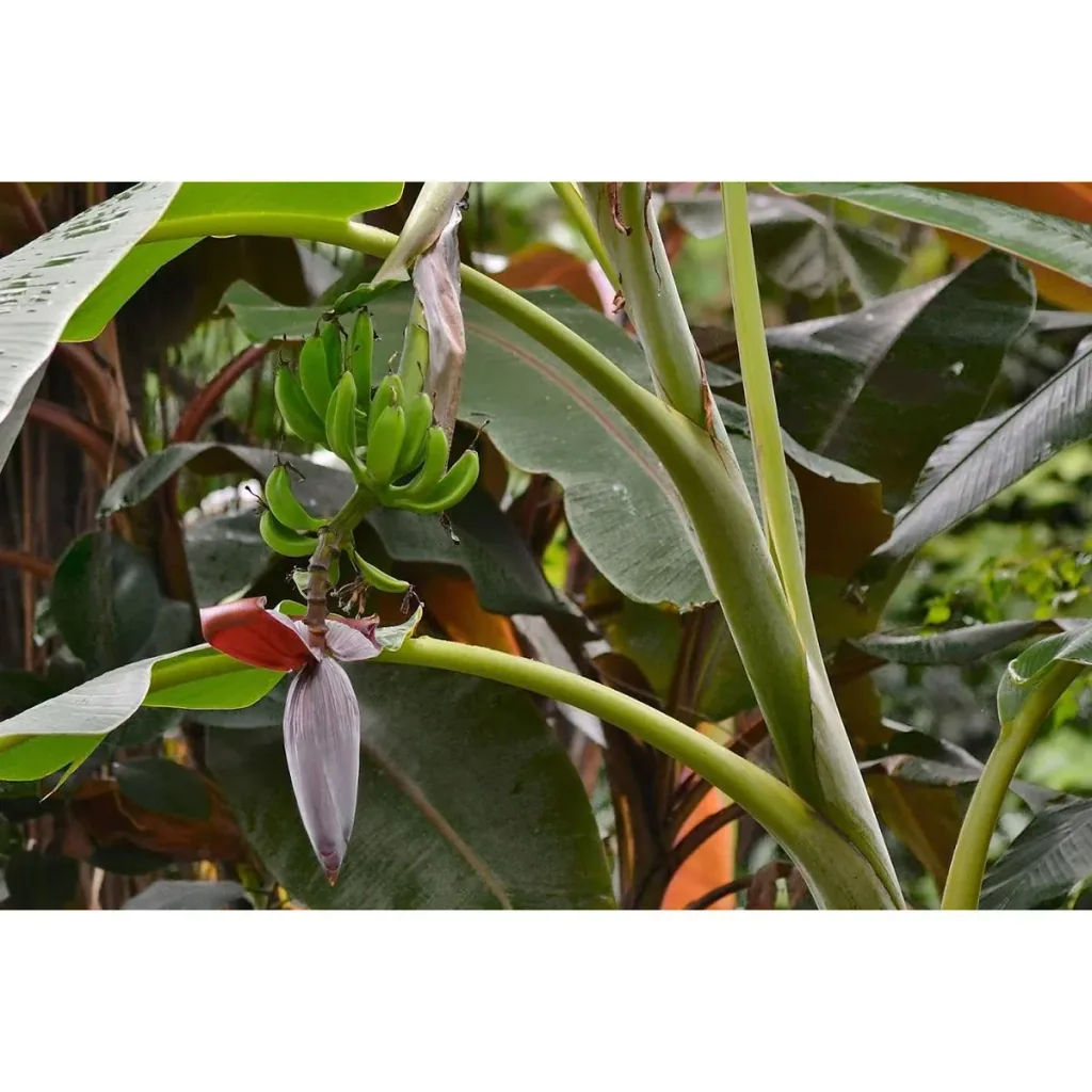 Flower-up Tropische Bananenpflanzen - Musa Oriental Dwarf - 3 Stück - 25- 38Cm