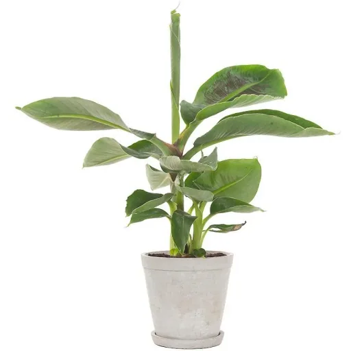 Flower-up Tropische Bananenpflanzen - Musa Oriental Dwarf - 3 Stück - 25- 38Cm