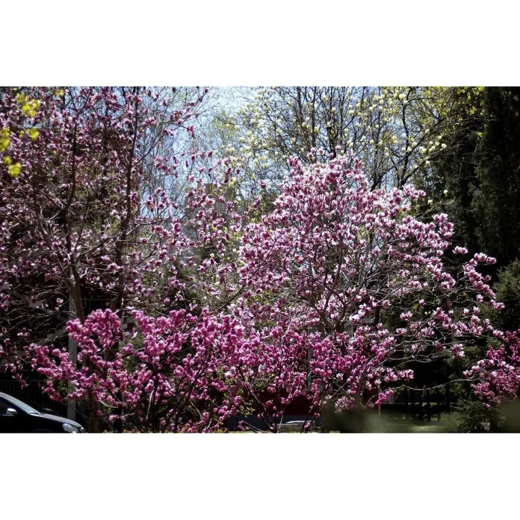 Mandelbäumchen 2er-Set (Prunus triloba) – winterharter Blütenstrauch, Höhe ca. 140–160 cm