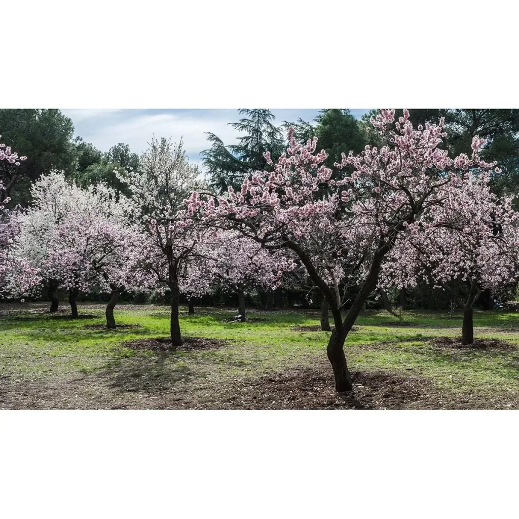 Blühender Mandelbaum - Prunus Triloba XXL - (140-160Cm) - 2 Stück