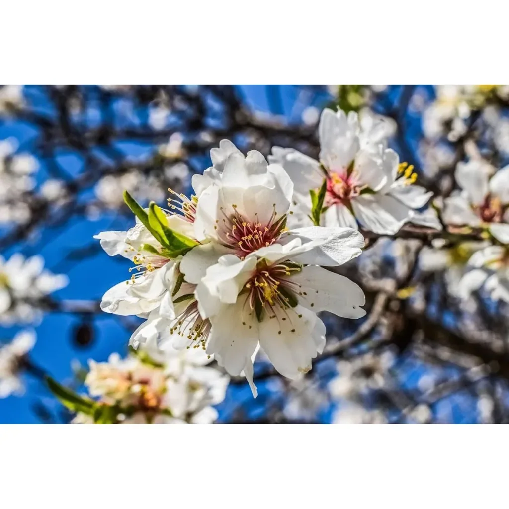 Blühender Mandelbaum - Prunus Triloba XXL - (140-160Cm) - 2 Stück