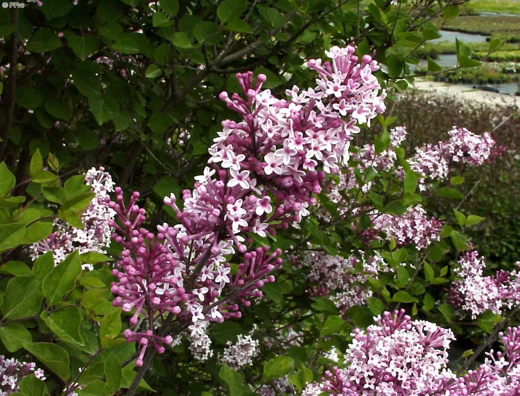 Meyers Flieder Josee - Syringa meyeri - 7.5 L Topf 60-80 cm