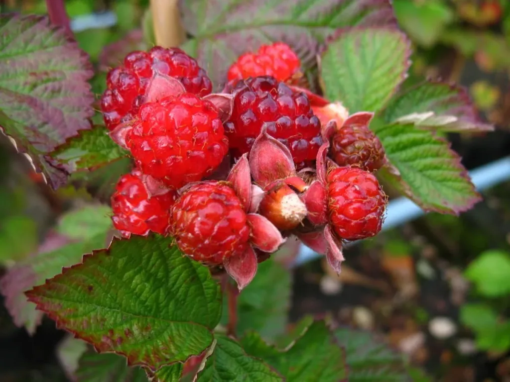 Brombeere 'Dorman Red' (Rubus fruticosus) – winterharte Beerenobst-Pflanze, im 3,5-L-Container