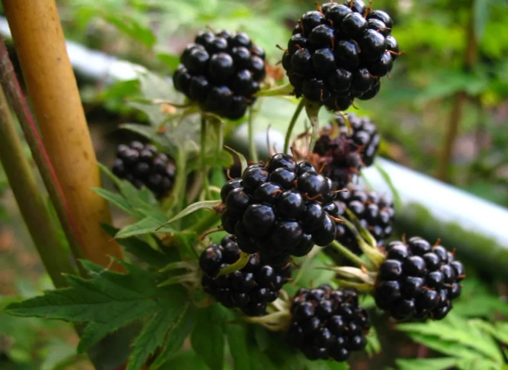 Brombeere 'Triple Crown' (Rubus fruticosus) – winterharte Beerenobst-Pflanze, im 3,5-L-Container