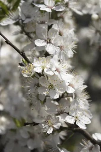 SchleheSchwarzdorn Prunus spinosa - 7.5 L Topf 60-80 cm