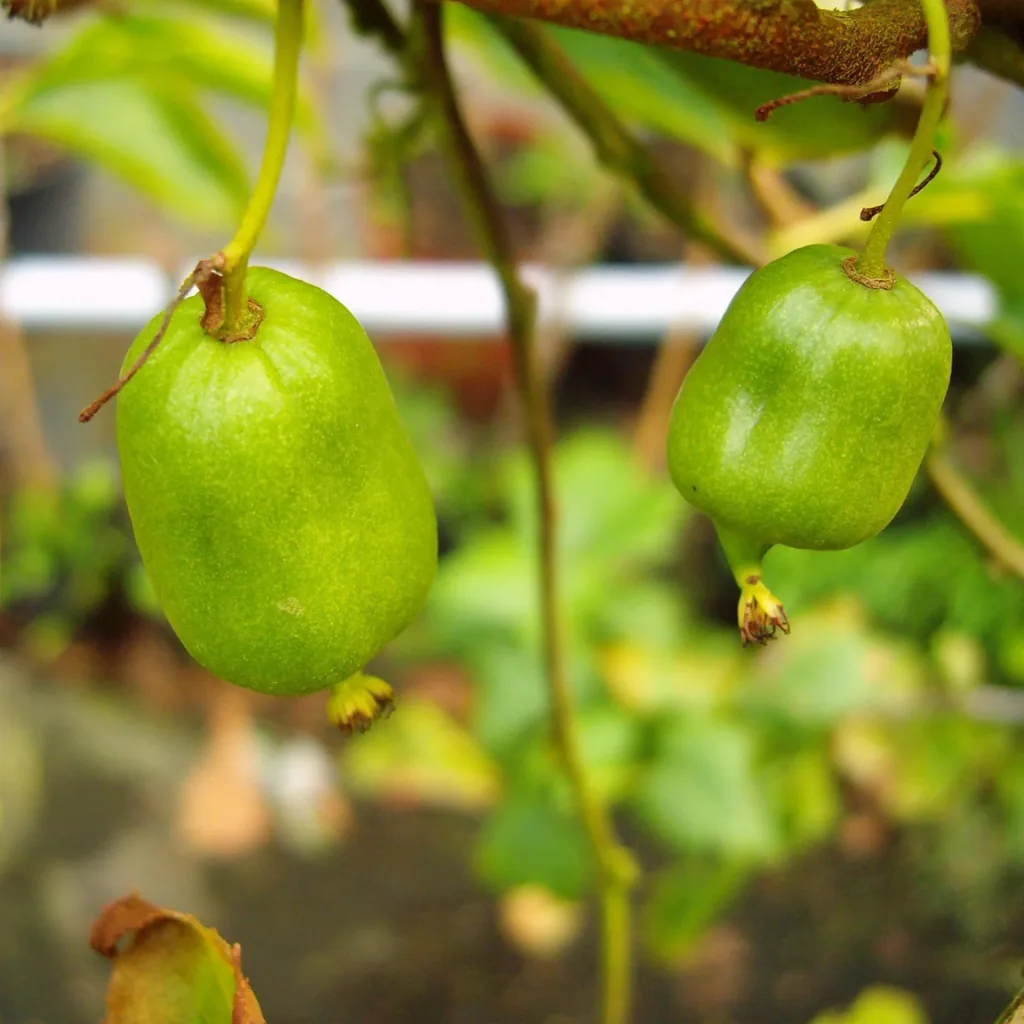 Kiwi 'Bayernkiwi weiblich' (Actinidia) – winterharte Kletterpflanze, im 3,5-L-Container