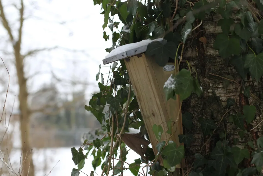 Gartenbaumläufer Nistkasten