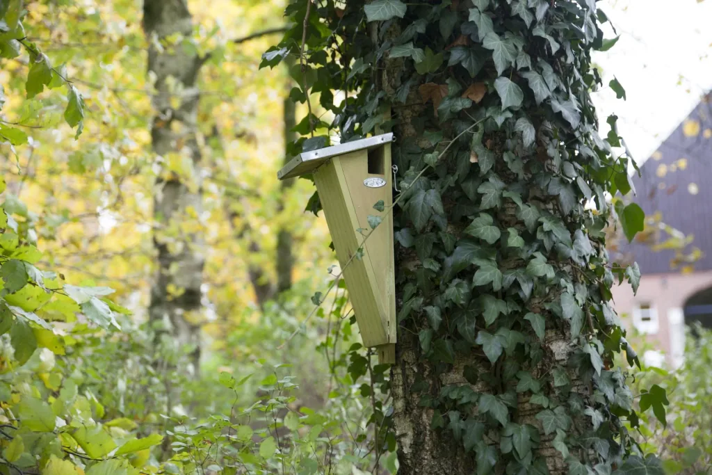 Gartenbaumläufer Nistkasten