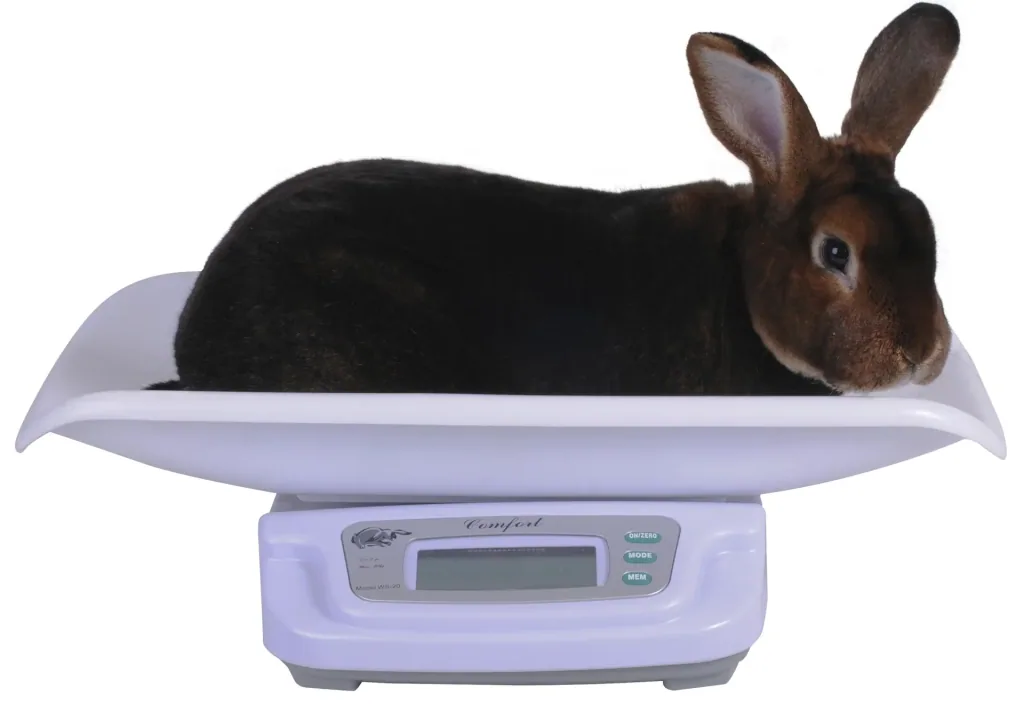 Kaninchen Waage Digital max. 20 kg