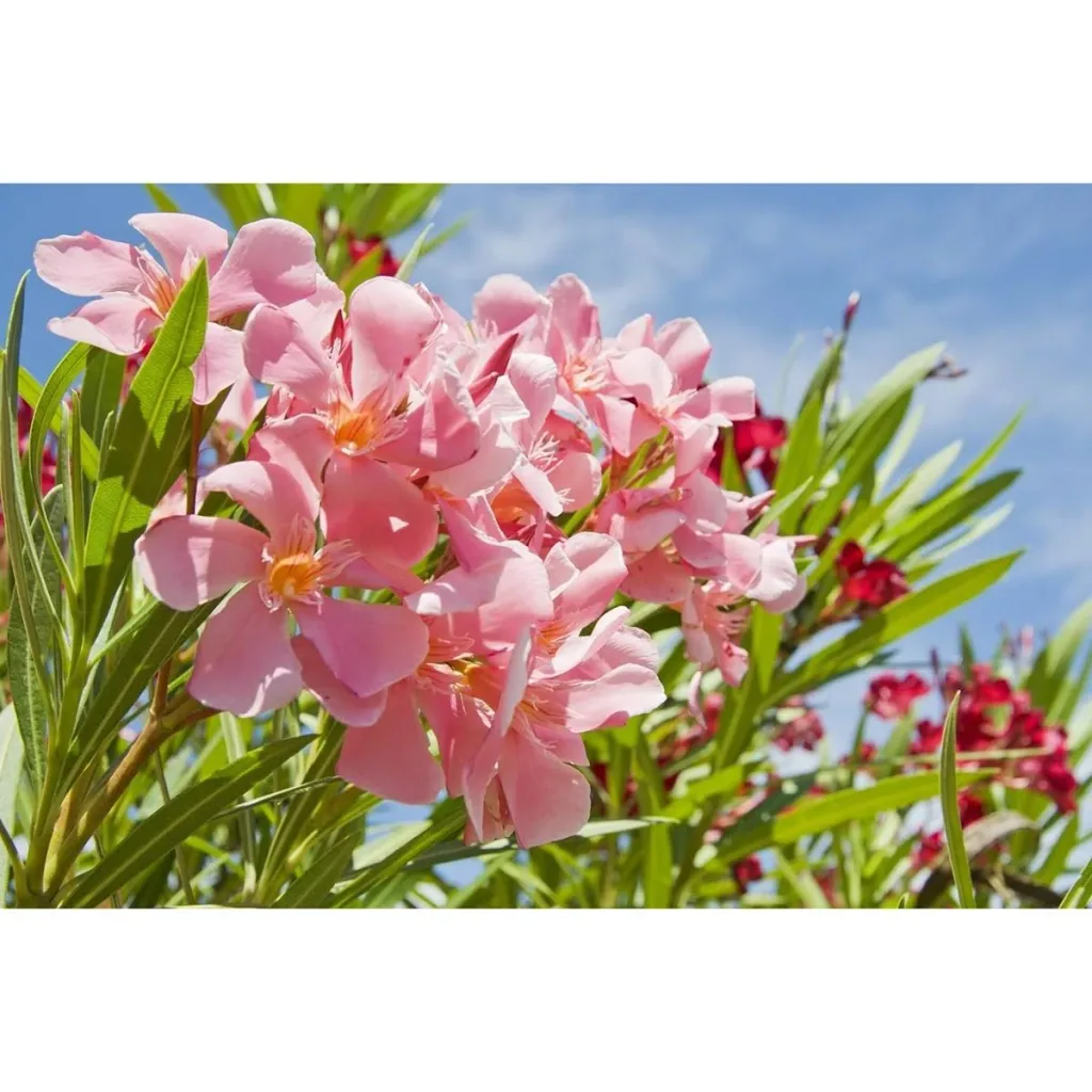 Flower-up Tropical Nerium oleander Pflanzen - 8 Stück - 25-38 cm - winterhart immergrün